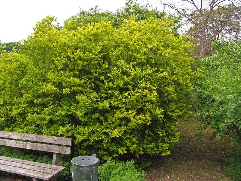 Ptačí zob 'Vicaryi' - Ligustrum 'Vicaryi'