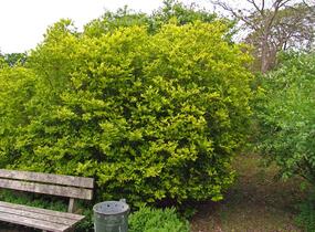 Ptačí zob 'Vicaryi' - Ligustrum vulgare 'Vicaryi'
