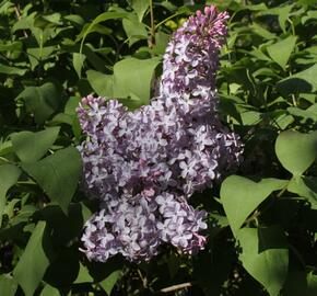 Šeřík obecný - Syringa vulgaris