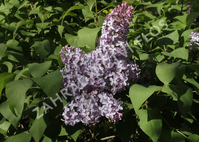 Šeřík obecný - Syringa vulgaris