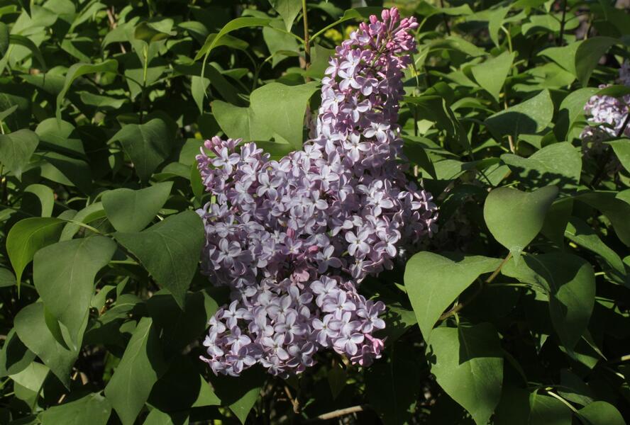 Šeřík obecný - Syringa vulgaris