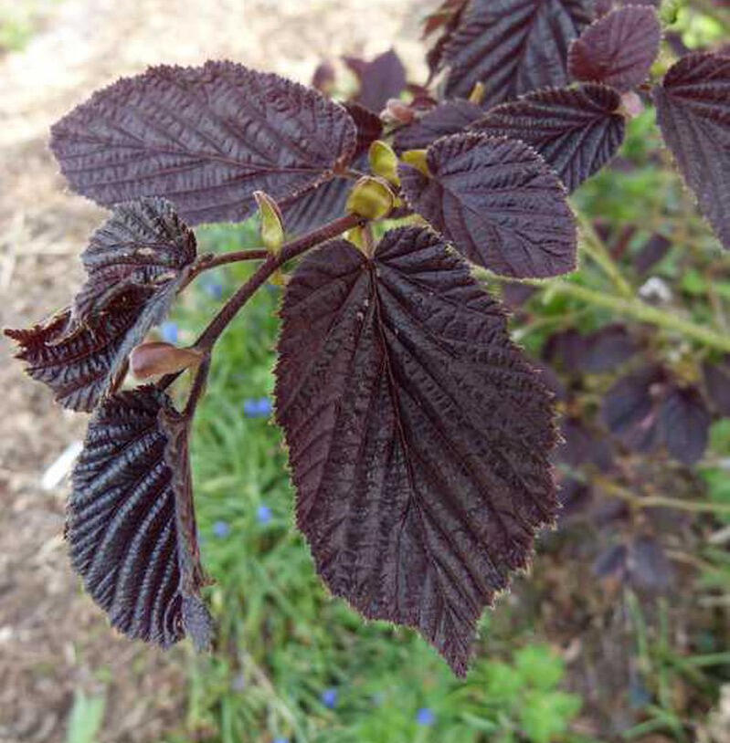 Líska obecná 'Purpurea' - Corylus avellana 'Purpurea'