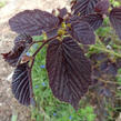 Líska obecná 'Purpurea' - Corylus avellana 'Purpurea'