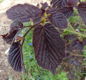 Líska obecná 'Purpurea' - Corylus avellana 'Purpurea'