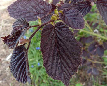 Líska obecná 'Purpurea'
