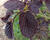 Líska obecná 'Purpurea'