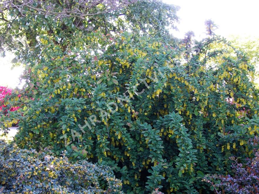 Dřišťál obecný - Berberis vulgaris