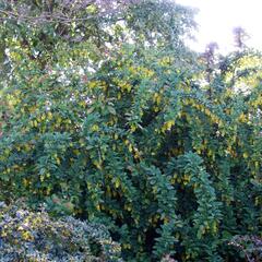 Dřišťál obecný - Berberis vulgaris