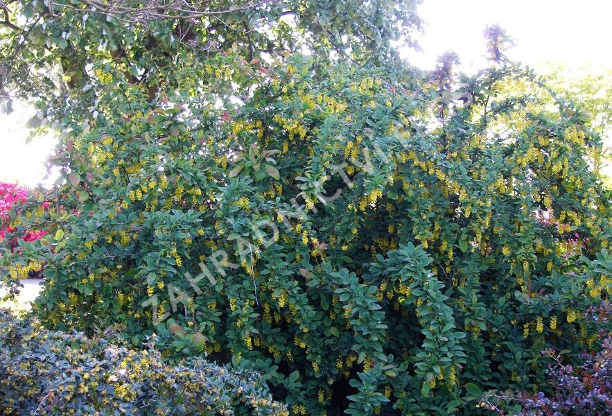 Dřišťál obecný - Berberis vulgaris