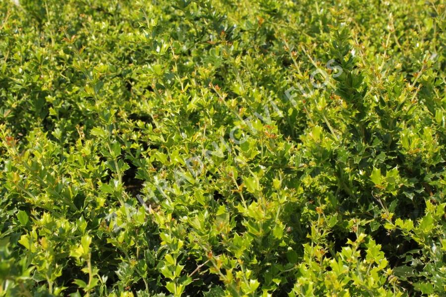 Dřišťál Darwinův - Berberis darwinii