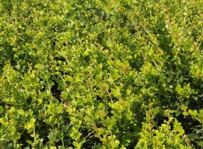 Dřišťál Darwinův - Berberis darwinii