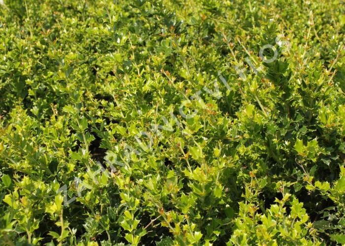 Dřišťál Darwinův - Berberis darwinii