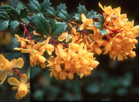 Dřišťál Darwinův - Berberis darwinii