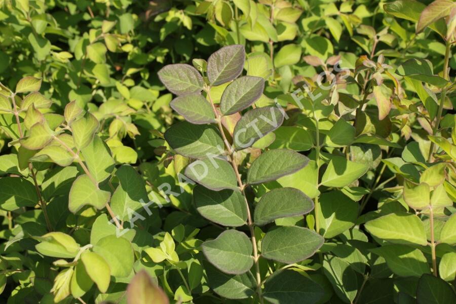 Pámelník červený - Symphoricarpos orbiculatus