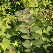 Pámelník červený - Symphoricarpos orbiculatus
