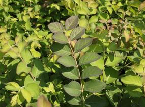 Pámelník červený - Symphoricarpos orbiculatus
