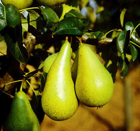 Hrušeň podzimní 'Konference' - Pyrus communis 'Konference'