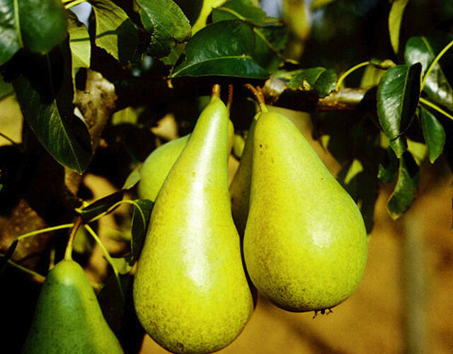 Hrušeň podzimní 'Konference' - Pyrus communis 'Konference'