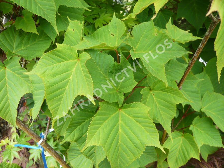 Javor vlasonohý - Acer capillipes