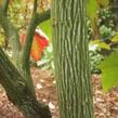 Javor vlasonohý - Acer capillipes