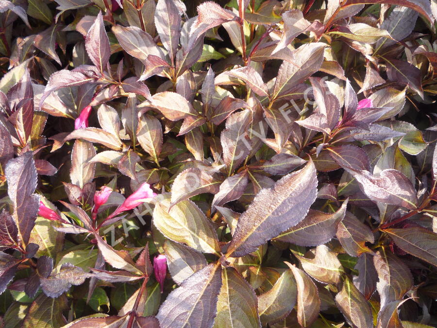 Vajgélie květnatá 'Alexandra' - Weigela florida 'Alexandra'