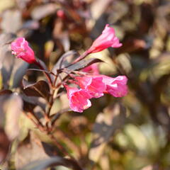 Vajgélie květnatá 'Alexandra' - Weigela florida 'Alexandra'