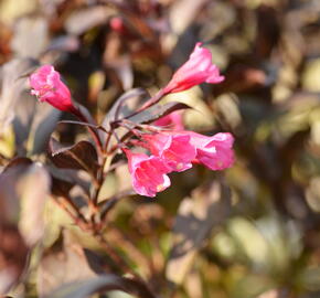 Vajgélie květnatá 'Alexandra' - Weigela florida 'Alexandra'