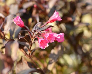 Vajgélie květnatá 'Alexandra'