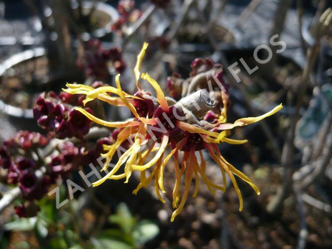 Vilín prostřední 'Jelena' - Hamamelis intermedia 'Jelena'