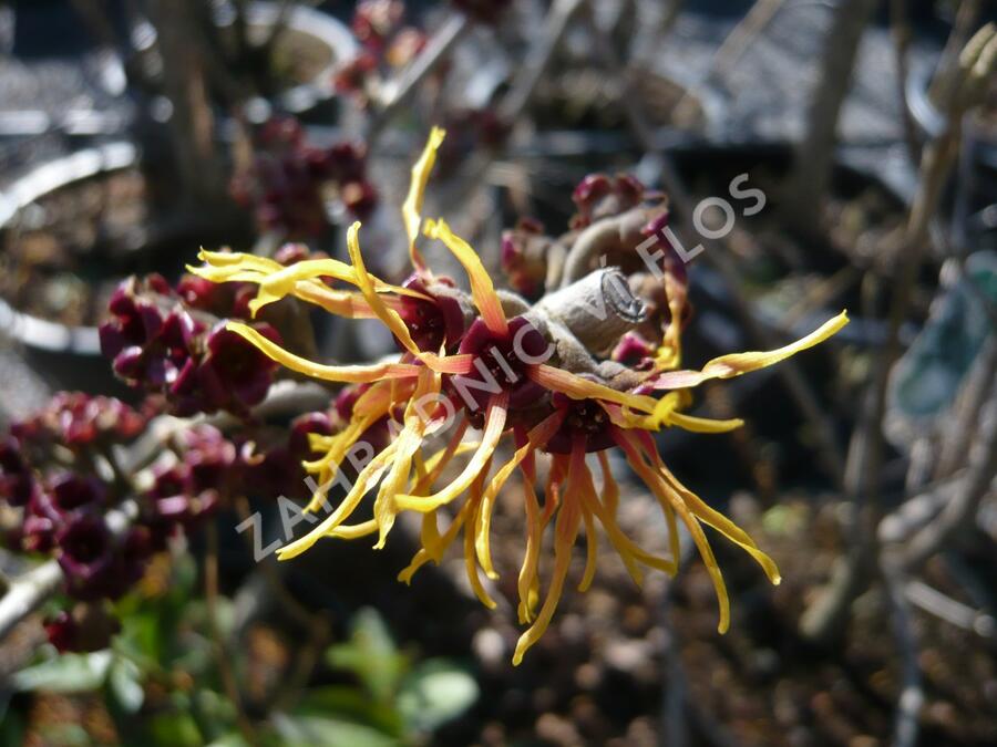 Vilín prostřední 'Jelena' - Hamamelis intermedia 'Jelena'