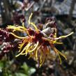 Vilín prostřední 'Jelena' - Hamamelis intermedia 'Jelena'