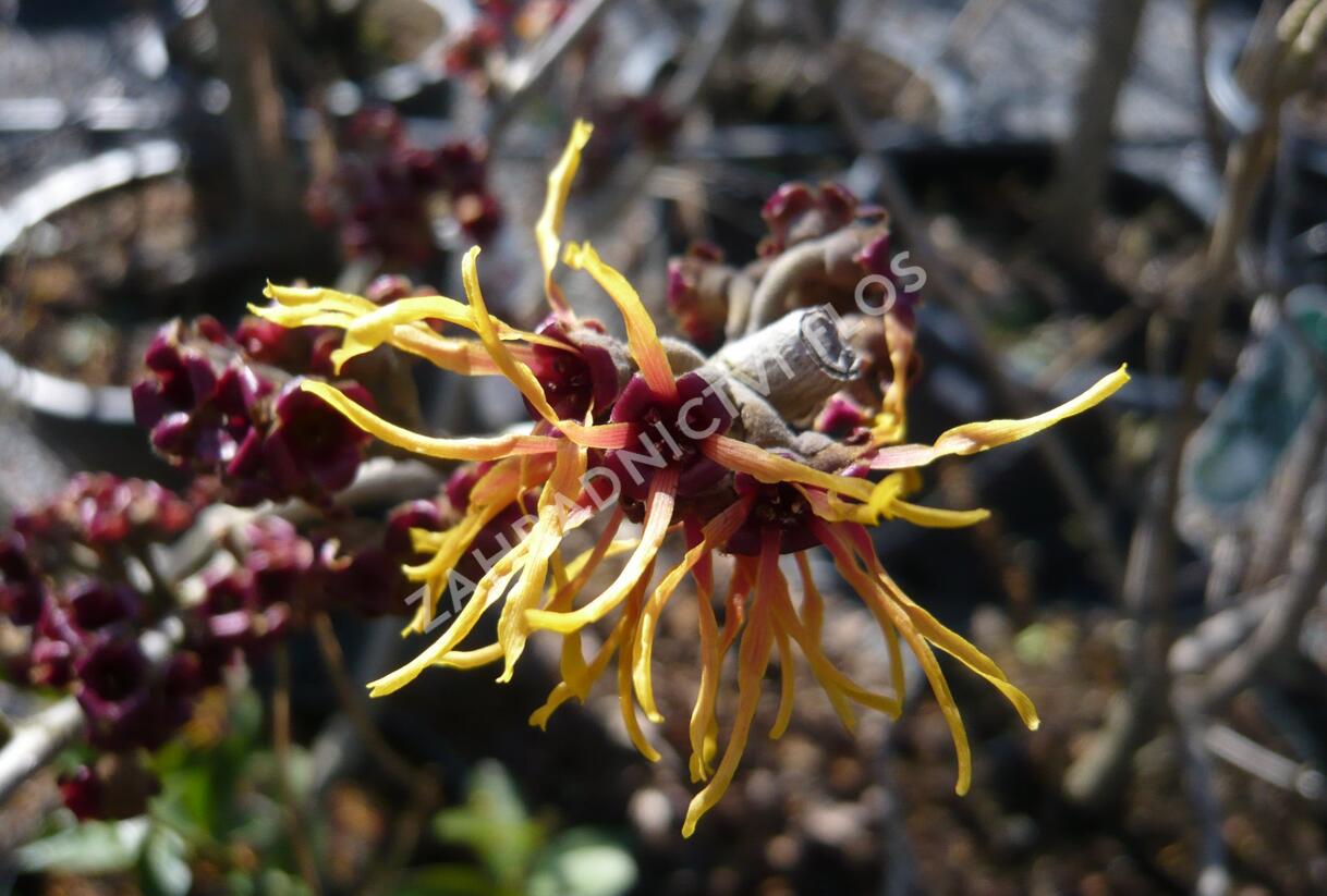 Vilín prostřední 'Jelena' - Hamamelis intermedia 'Jelena'