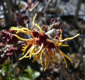 Vilín prostřední 'Jelena' - Hamamelis intermedia 'Jelena'