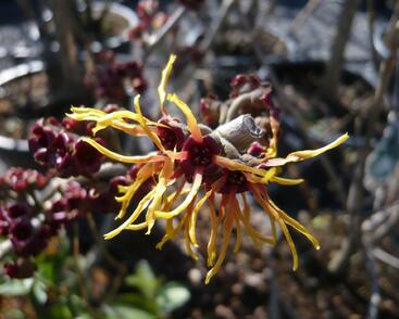 Vilín prostřední 'Jelena'