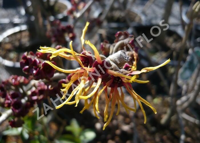 Vilín prostřední 'Jelena' - Hamamelis intermedia 'Jelena'