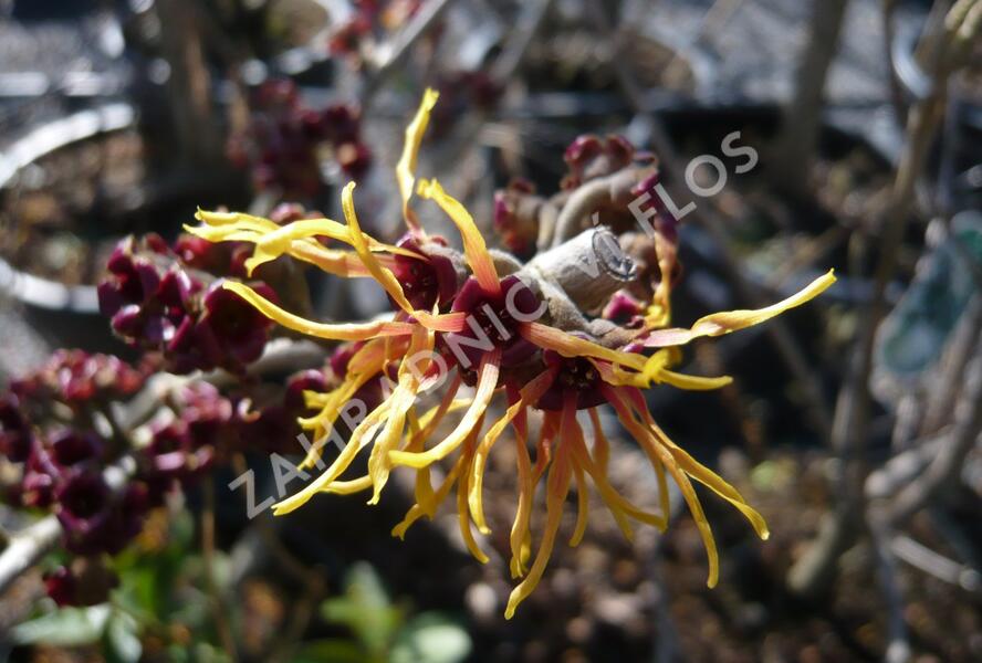 Vilín prostřední 'Jelena' - Hamamelis intermedia 'Jelena'