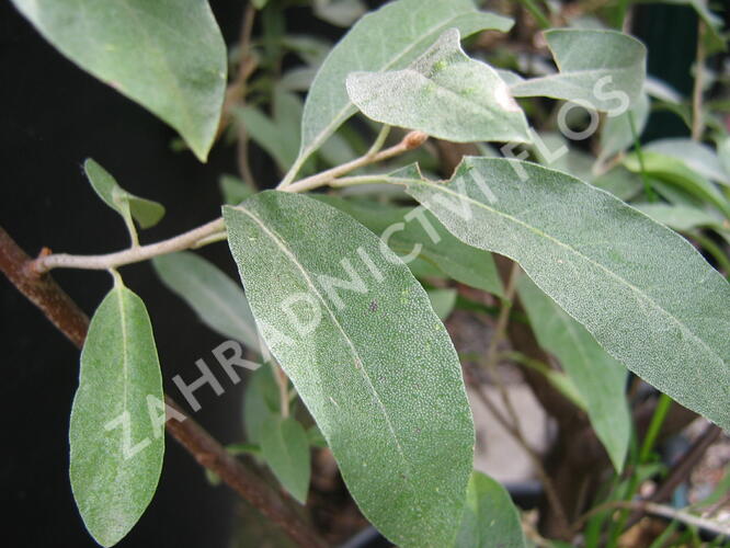 Hlošina úzkolistá - Elaeagnus angustifolia