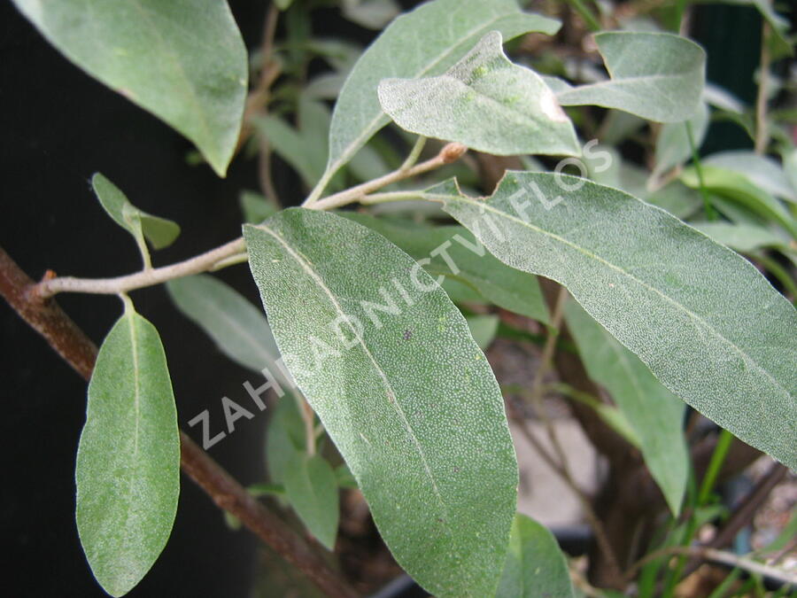 Hlošina úzkolistá - Elaeagnus angustifolia