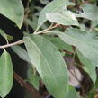 Hlošina úzkolistá - Elaeagnus angustifolia