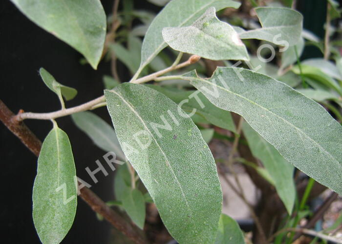 Hlošina úzkolistá - Elaeagnus angustifolia