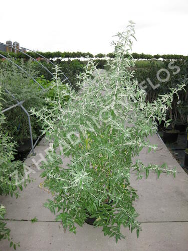 Hlošina úzkolistá - Elaeagnus angustifolia