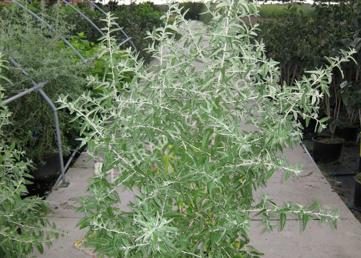 Hlošina úzkolistá - Elaeagnus angustifolia