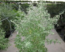 Hlošina úzkolistá