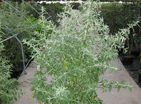 Hlošina úzkolistá - Elaeagnus angustifolia