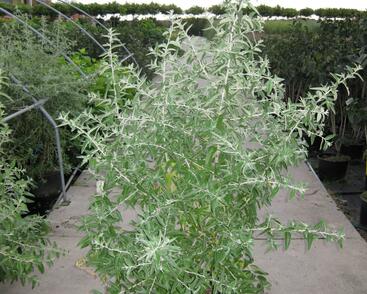 Hlošina úzkolistá