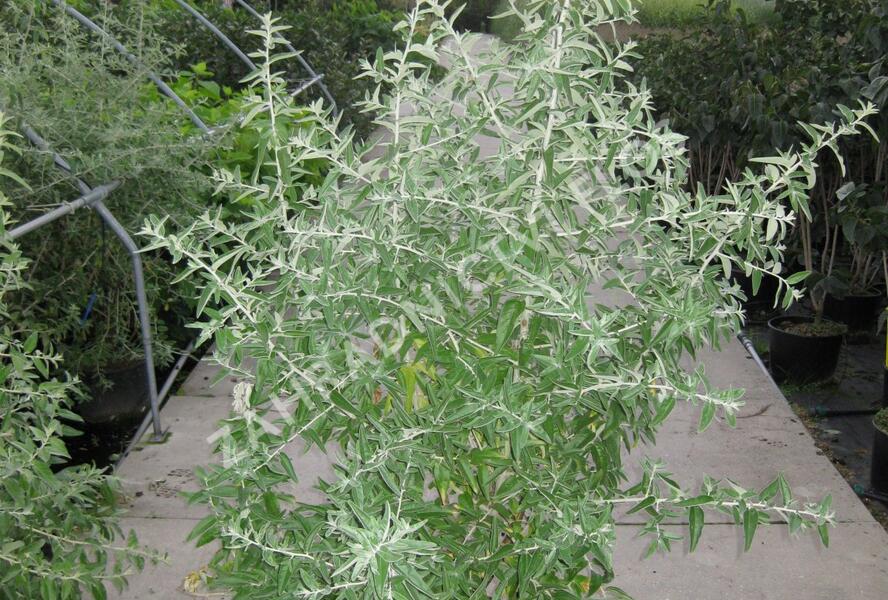 Hlošina úzkolistá - Elaeagnus angustifolia