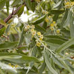 Hlošina úzkolistá - Elaeagnus angustifolia