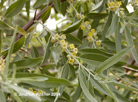 Hlošina úzkolistá - Elaeagnus angustifolia