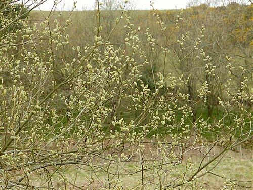 Vrba jíva - Salix caprea