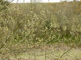 Vrba jíva - Salix caprea